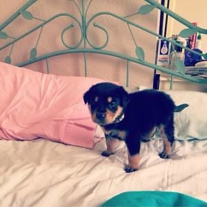 Meet your Posher, Penny